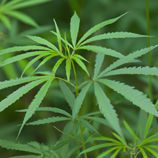 How to Become a Successful California Cannabis CFO: Learn the Essential Strategies! 